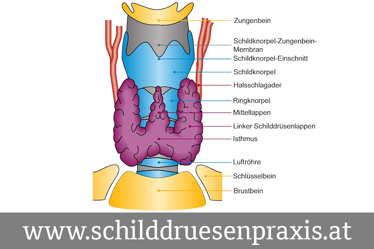 Anatomische Darstellung der Schilddrüse im Hals
